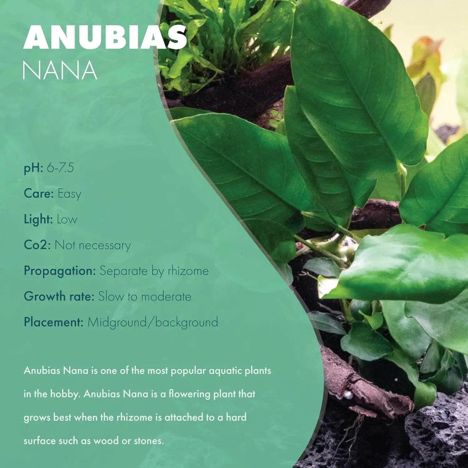 Anubias Live Aquarium Plants - Potted Freshwater Plant for Fish Tanks, Terrariums - Beginner Friendly Low Light (Nana, 3 Pots) by GreenHaven Gardens