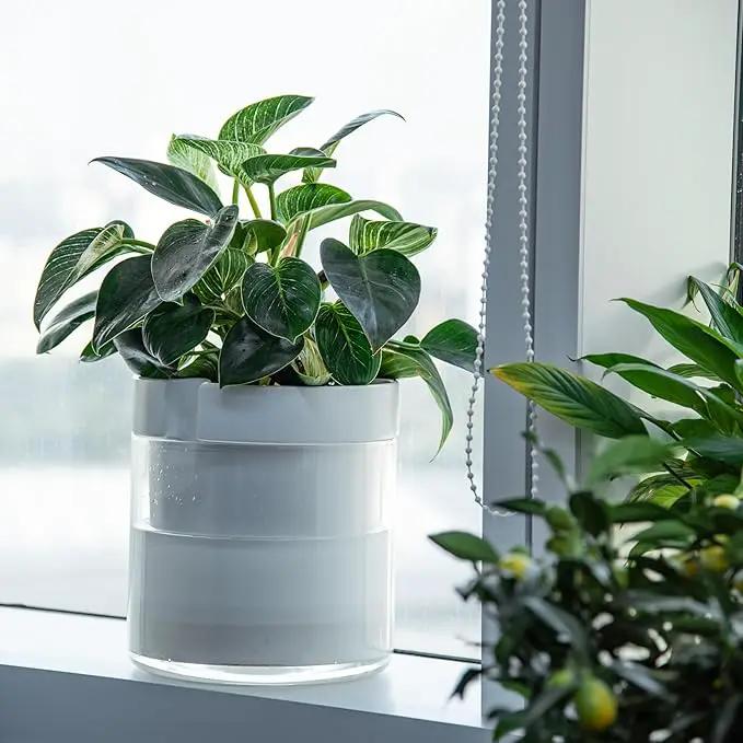 Phoenix Vine 10 Inch Self Watering Planter, White Terracotta Clay Pot with Glass Reservoir for Indoor Plants, Herbs, Flowers, Set of 1, 52-B-I-1 by GreenHaven Gardens