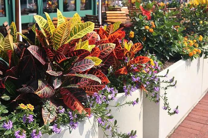 Premium Assorted Foliage Potting Mix - Expertly Crafted Blend for Optimal Growth and Vibrant Display - 1 Quart by GreenHaven Gardens