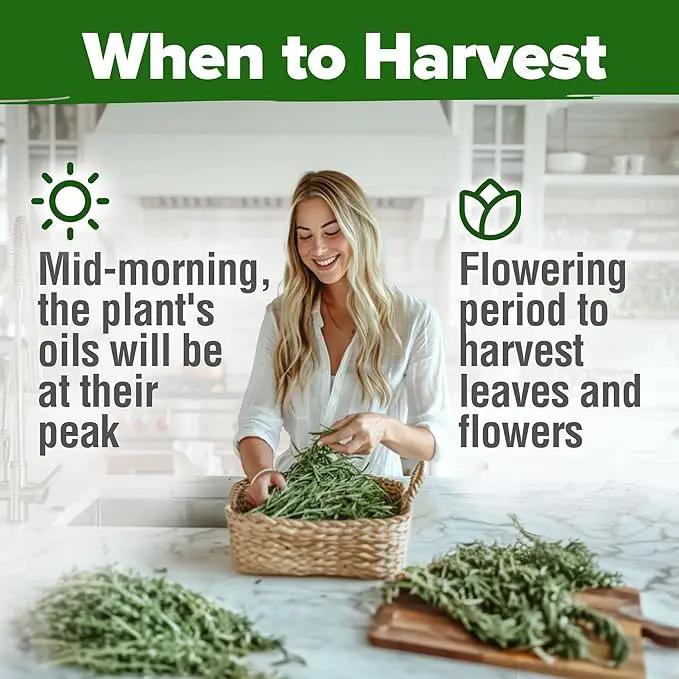 HOME GROWN Rosemary Seeds Pack - 300 High Germinating 𝗡𝗢𝗡-𝗚𝗠𝗢, 𝗨𝗦𝗔-𝗦𝗢𝗨𝗥𝗖𝗘𝗗 Heirloom Herb Seeds for Planting in Indoor or Outdoor Herb Gardens (Salvia rosmarinus) by GreenHaven Gardens