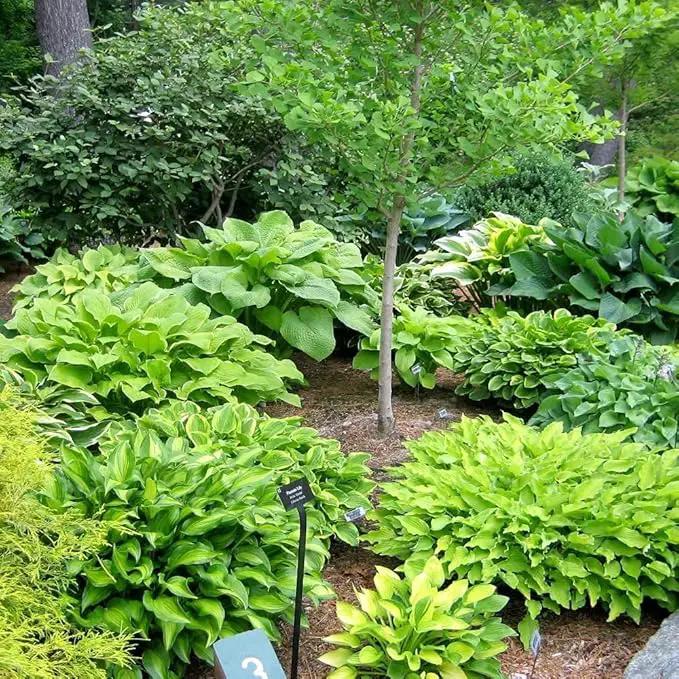 Fantastic Deal - 12 Bare Roots Hosta Plants - Mixed Heart-Shaped Hosta - Rich Green Foliage, Low Maintenance, Heart Shaped Leaves - Indoor and Outdoor by GreenHaven Gardens