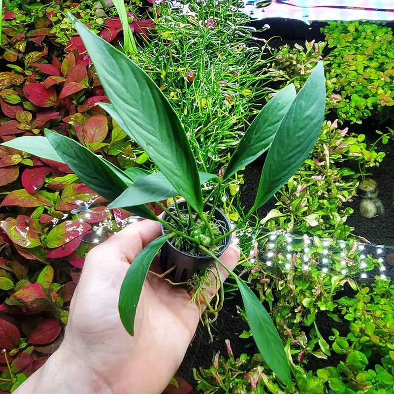 Anubias Live Aquarium Plants - Potted Freshwater Plant for Fish Tanks, Terrariums - Beginner Friendly Low Light (Glabra, 1 Pot) by GreenHaven Gardens