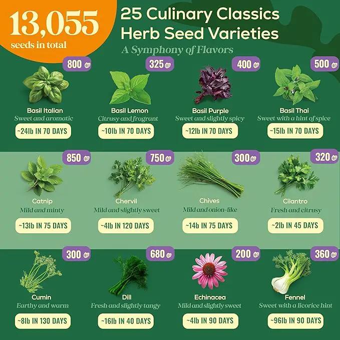 25 Culinary Classic Herb Seeds Variety Pack - 13,055+ Non-GMO Heirloom Herbs Seeds for Planting Indoor & Outdoor: Lavender, Rosemary, Dill, Mint, Catnip, Basil - Gardening Seeds Packets by GreenHaven Gardens