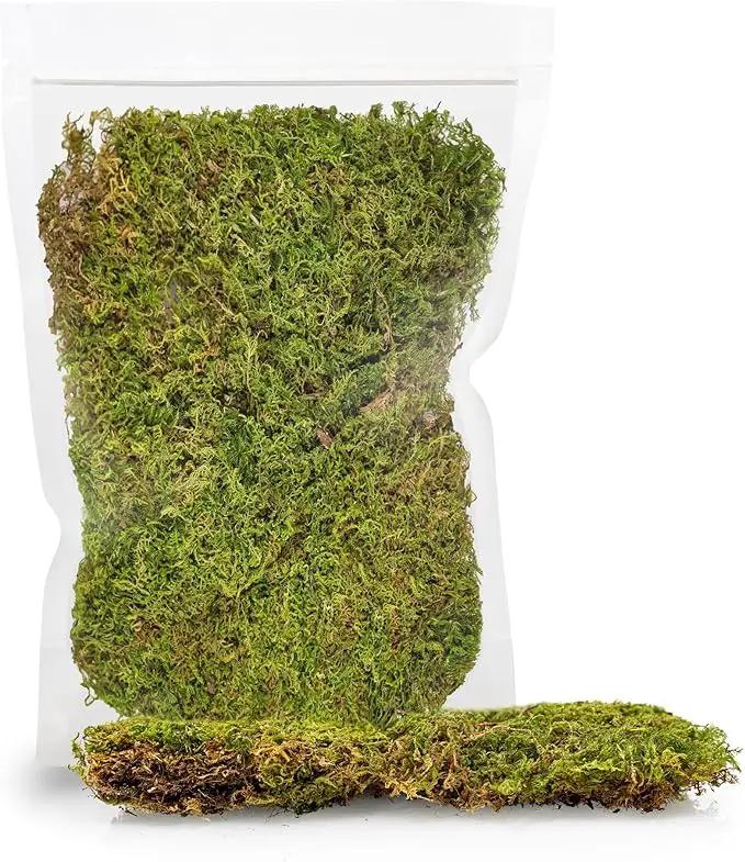 Preserved Sheet Moss in Natural Green | Decorative Real Natural Green DIY Kit Terrariums Gardenning Art Wall Decor Florist Decor Easter Table Decor Wedding - 3 Quart by GreenHaven Gardens