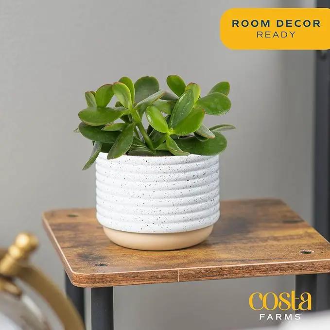 Costa Farms Succulent Live Plant, Jade Plant, Potted in Modern Decor Planter with Potting Soil Mix, Beautiful Room or Office Decor, Housewarming, Birthday Gift, 6-Inches Tall by GreenHaven Gardens