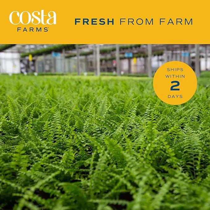 Costa Farms Ferns (2 Pack), Live Premium Boston Fern Plants in Hanging Basket Planters, Houseplants Potted in Soil Potting Mix, Outdoor Garden Gift, Beautiful Home Patio Décor, 16-Inches Tall by GreenHaven Gardens