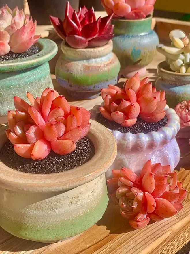 FWPP Echeveria Champagne Rare Live Succulent Plants, Wine 2.5 inches Live Plants Indoor,Bare Root Without Pot Soil,Desk Wedding Baby Shower Decoration Friend Plant Lover Gift by GreenHaven Gardens