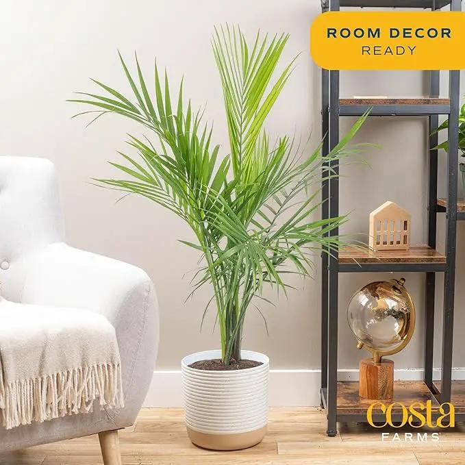Costa Farms Majesty Palm Live Plant, Live Indoor and Outdoor Palm Tree, Potted in Modern Décor Planter, Tropical Floor Houseplant in Potting Soil, Great Patio, Balcony, Home Decor, 3-4 Feet Tall by GreenHaven Gardens
