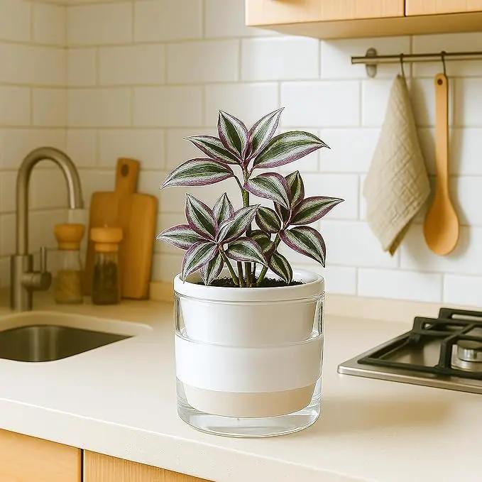 D'vine Dev 6 Inch Design Self Watering Planter for Indoor Plants, White Terracotta Pots with Cylinder Glass Cup, 37-X-B-2 by GreenHaven Gardens