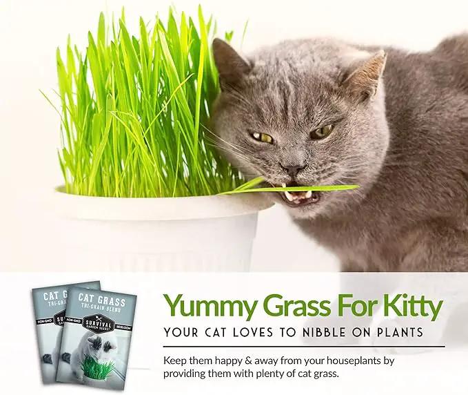 Cat Grass Seed for Planting - 5 Packets with Instructions to Plant & Grow Greens for Your Pet Indoors or Outdoors in a Container or Garden - Non-GMO Heirloom Variety - Survival Garden Seeds by GreenHaven Gardens