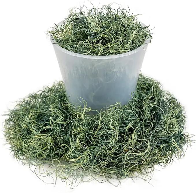 Premium Spanish Moss in Basil| Natural Preserved - Great Ground Cover - Filler for Potted Plants - by GARDENERA - 2 Quart Bag by GreenHaven Gardens