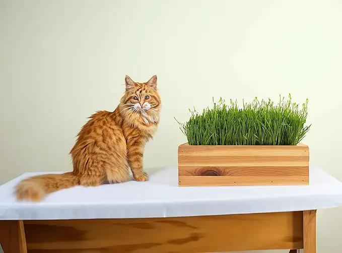 Cat Grass for Indoor Cats Kit – Organic & Handcrafted Cedar Planter with Fast-Growing Wheatgrass for Cats, Hairball Remedy with Pet-Friendly Planter (Natural) by GreenHaven Gardens