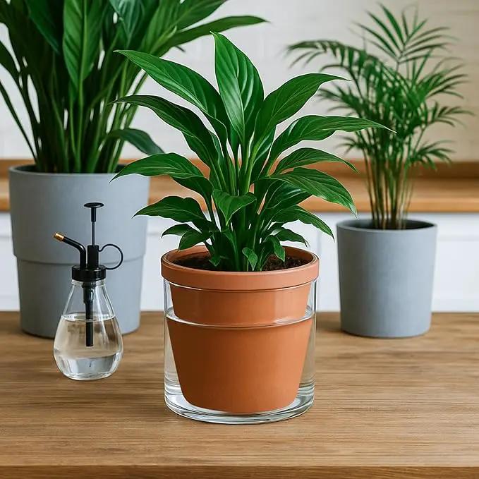 D'vine Dev 6 Inch Design Self Watering Pot for Indoor Plants, Terracotta Planter with Cylinder Glass Cup, 37-X-B-1 by GreenHaven Gardens