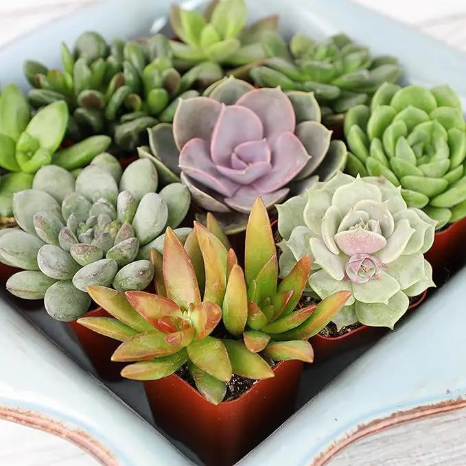 Altman Plants, Live Succulents Plants Live Houseplants (6PK), Succulents Live Plants Live House Plants Indoors Live, Live Cactus Plants Live Cacti Succulent Plants Live Indoor Plants Live Houseplants by GreenHaven Gardens