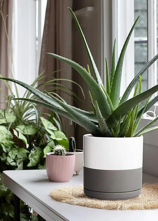 D'vine Dev 6 Inch & 8 Inch Ceramic Planter Pots for Plants with Drainage Hole and Saucer, Medium Plant Pots Set, White/Speckled Grey, 94-G-M-6 by GreenHaven Gardens