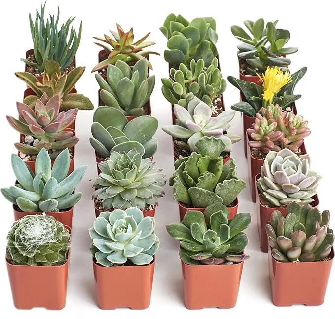 Shop Succulents Unique Succulent Plant Pack Collection - Live Mini Succulent Plants, Low Maintenance, Exceptional Colors & Textures - Wedding and Party Favors, Gift & Garden, Pack of 20 by GreenHaven Gardens