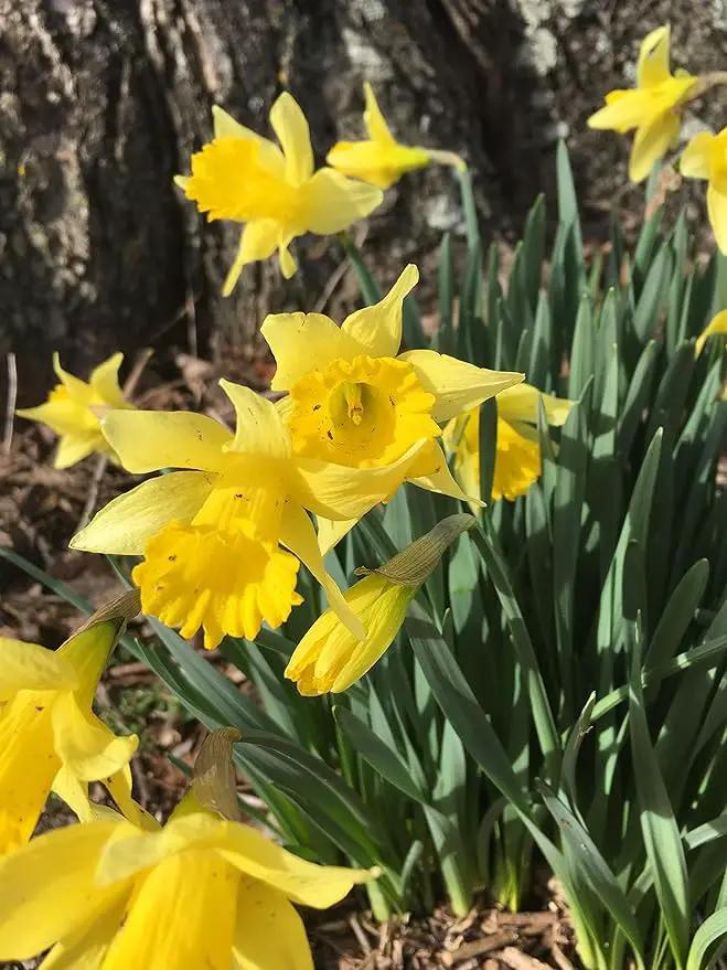 Dutch Master Daffodils (25 Bulbs) - Yellow Daffodil Narcissus Bulbs by GreenHaven Gardens