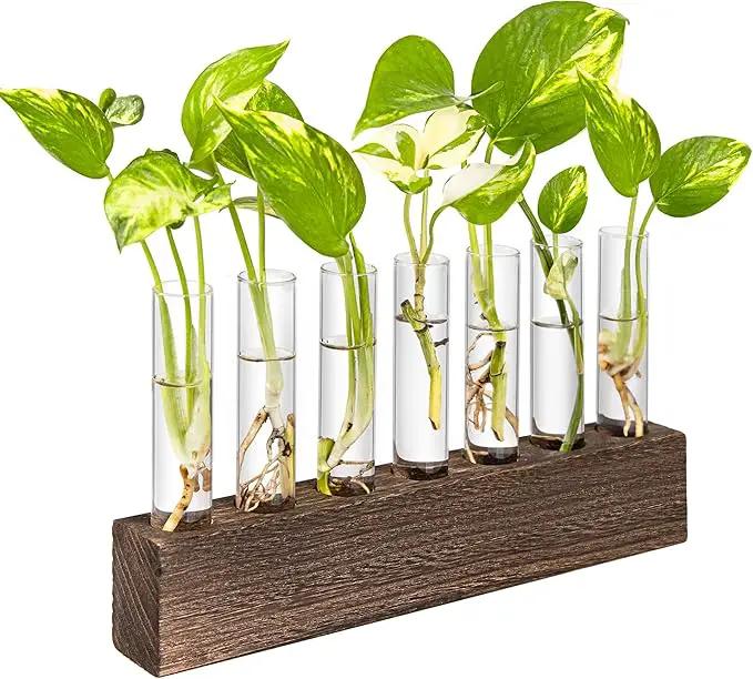 KAXYEW Desktop Glass Plant Propagation Station Test Tube Plant Terrarium in Wooden Stand for Hydroponic Plants Cutting Office Home Decoration by GreenHaven Gardens