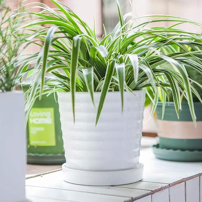 Brajttt Flower Pots,6 Inch Succulent Pots with Drinage,Indoor Round Planter Pots with Saucer,White Cactus Planters with Hole,Outdoor Graden Pots 4 Pack by GreenHaven Gardens