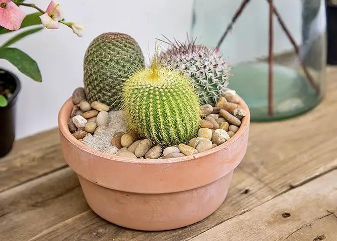 Altman Plants, Assorted Cactus Plants Live Cactus Decor (4PK), Cactus Plant Live Succulents Plants Live in Cactus Soil Potting Mix, Live Cacti Plants Live Succulent Plants Live Plants in Cactus Pot by GreenHaven Gardens