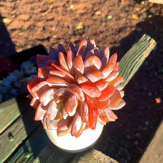 FWPP Succulent Plants Live Echeveria Orange Monroe,3-4 Head 3.5 inches Pink Mini Plants,Bare Root Without Pot Soil Live Plants,Wedding Garden Indoor House Baby Shower Decor Friend Plant Lover Gift by GreenHaven Gardens