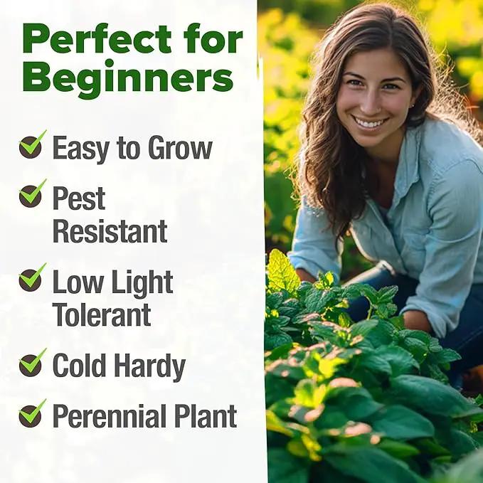 HOME GROWN Peppermint Seeds 2 Pack (Mentha × piperita) – 4,740 Heirloom Mint Seeds for Planting – 𝗡𝗢𝗡-𝗚𝗠𝗢, 𝗨𝗦𝗔-𝗦𝗢𝗨𝗥𝗖𝗘𝗗 – Grow Indoors or Outdoors, Kitchen Herb Garden Favorite by GreenHaven Gardens