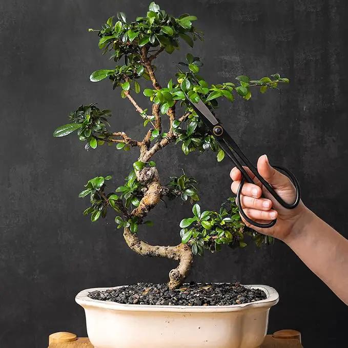 Professional Bonsai Slim Scissors | Pruning Shears for Trimming Plants | Japanese Gardening, Bonsai Tools | Garden Scissors by GreenHaven Gardens