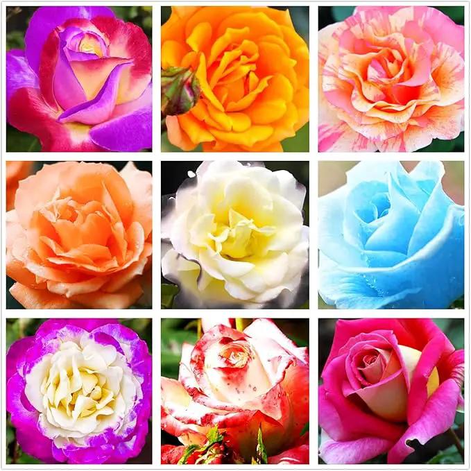 100pcs Pink Climbing Rose Vine Seeds - Amazing Growth and Beautiful Roses - Perennial Heirloom Non-GMO Outdoor by GreenHaven Gardens