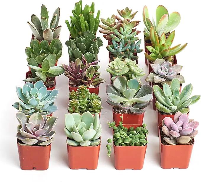 Shop Succulents Unique Succulent Plant Pack Collection - Live Mini Succulent Plants, Low Maintenance, Exceptional Colors & Textures - Wedding and Party Favors, Gift & Garden, Pack of 20 by GreenHaven Gardens