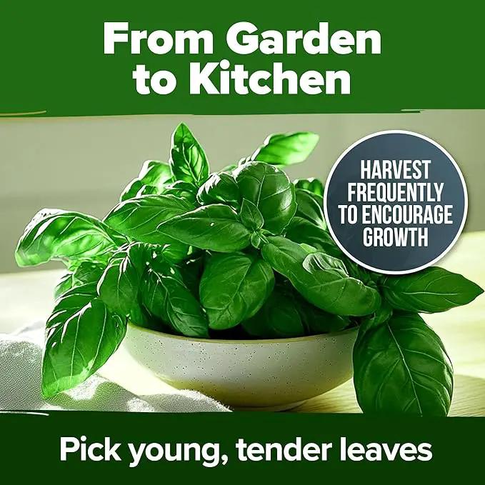 HOME GROWN Genovese Basil Seeds 2 Pack - 3500 𝗡𝗢𝗡-𝗚𝗠𝗢 𝗨𝗦𝗔 Heirloom Basil Seeds for Planting (Ocimum basilicum) - Herb Seeds for Indoor & Outdoor Gardening - Grow for Culinary Use by GreenHaven Gardens