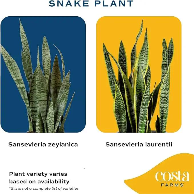 Costa Farms Snake Plant, Easy Care Live Indoor Plant in Décor Planter, Beautiful Clean Air Purifying Houseplant, Boho Home and Room Décor, Housewarming Gift, 8-Inches Tall by GreenHaven Gardens