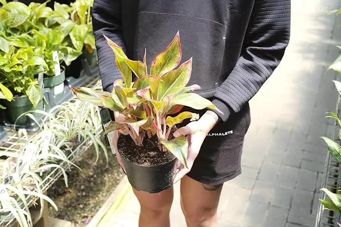 Aglaonema Potting Mix - Unlock Robust Growth and Vibrant Leaves with Our High-Performance Formula - 20 Quart by GreenHaven Gardens