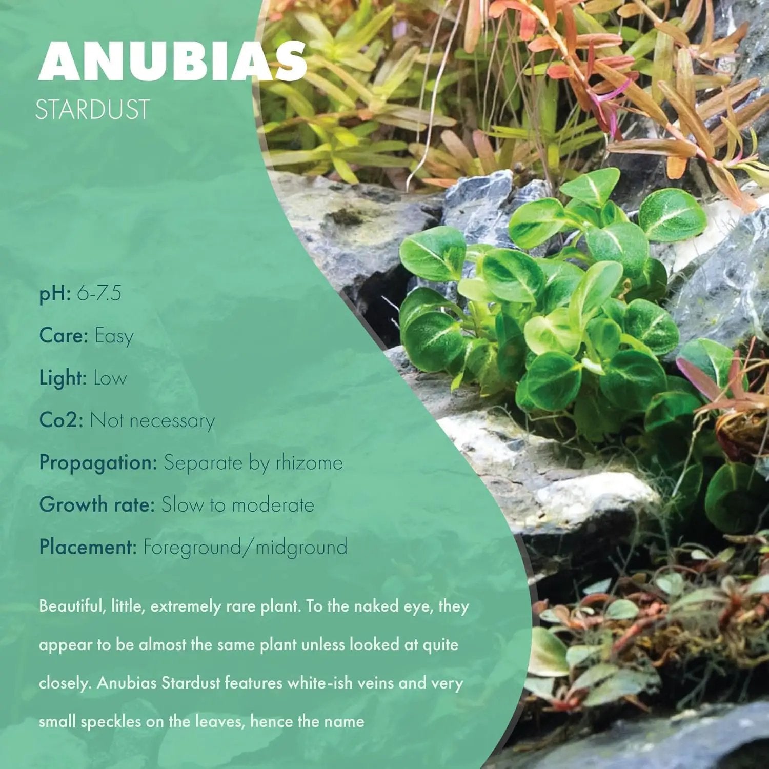 Anubias Live Aquarium Plants - Potted Freshwater Plant for Fish Tanks, Terrariums - Beginner Friendly Low Light (Stardust Mini, 1 Pot) by GreenHaven Gardens