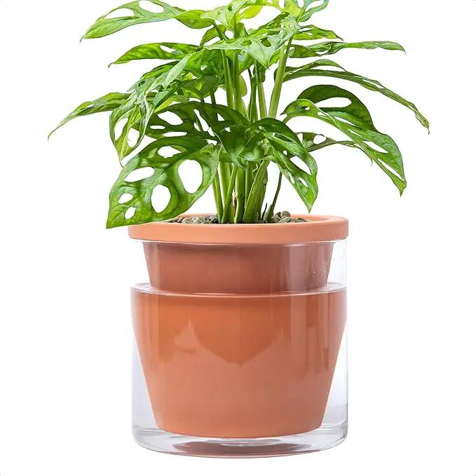 D'vine Dev 6 Inch Design Self Watering Pot for Indoor Plants, Terracotta Planter with Cylinder Glass Cup, 37-X-B-1 by GreenHaven Gardens