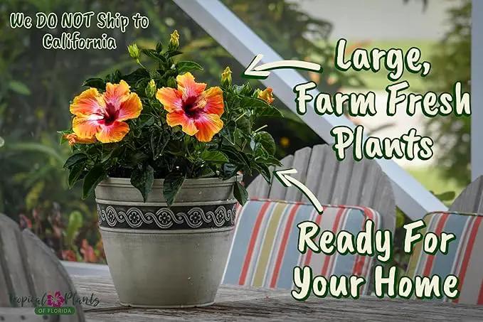 Hibiscus Bush - Fiesta Flower - Tropical Plants of Florida - Overall Height 22" to 26" (Plant Only) by GreenHaven Gardens