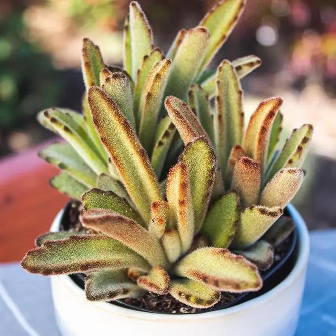 Altman Plants, Live Succulent Plants (20 Pack) Assorted Potted Succulents Plants Live House Plants in Cacti and Succulent Soil Mix, Cactus Plants Live Indoor Plants Live Houseplants in Planter Pots by GreenHaven Gardens