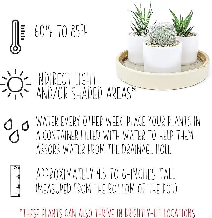 Plants for Pets Live Low Light House Plants in Ceramic Succulent Pots (3 Pack), Gasteria Succulent Plant and Cactus Plants Live with Potting Soil, Haworthia Succulents for Indoor Growing Home Décor by GreenHaven Gardens