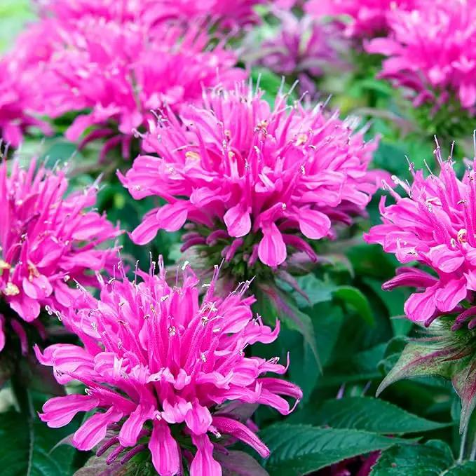 Park Seed Grow Your Own Vibrant Wildflower Garden Mixture, Perfect for Bees, Butterflies, and Hummingbirds, Panaroma Mix, Pack of 100 by GreenHaven Gardens