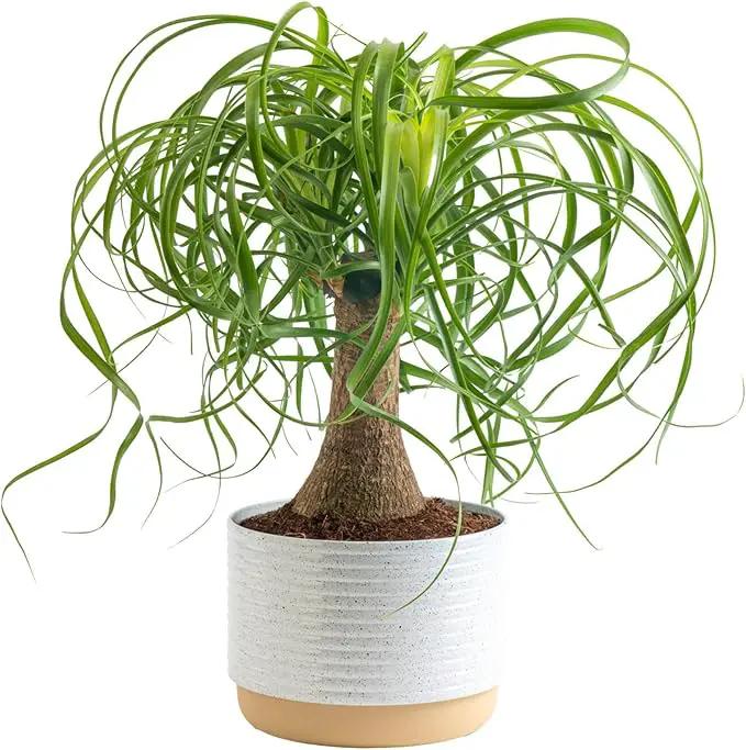 Costa Farms Ponytail Palm Bonsai, Easy to Grow Live Indoor Plant in Indoors Garden Planter Pot, Air Purifying Houseplant, Housewarming, Birthday Gift, Office, Home, and Room Décor, 1 Foot Tall by GreenHaven Gardens