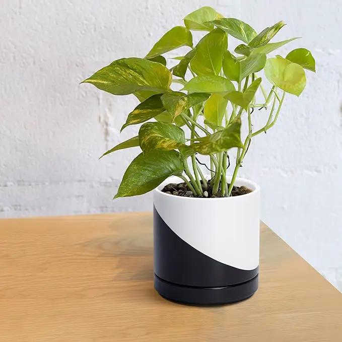 D'vine Dev 6.5 Inch Ceramic Planter Pot with Drainage Hole and Saucer, Indoor Cylinder Round Planter Pot, Oblique Monochrome Black and White, 94-O-C-K by GreenHaven Gardens