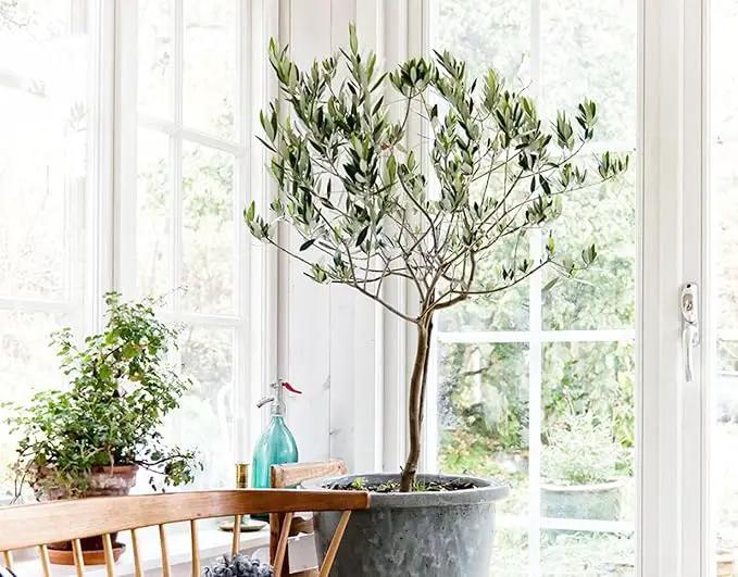 Premium Potting Mix for Olive Trees by Gardenera - Maximized Nutrient Retention and Growth Potential - 5 Quart by GreenHaven Gardens