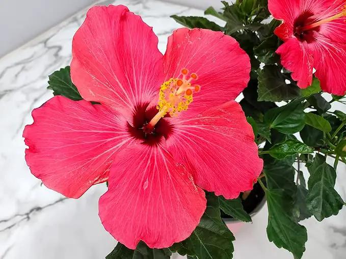 Tropical Plants of Florida - Pink Hibiscus Bush Dwarf - Tropical Flowering Plant Large - 12" to 16" Overall Height - 1 Gallon Planter (Plant Only) by GreenHaven Gardens