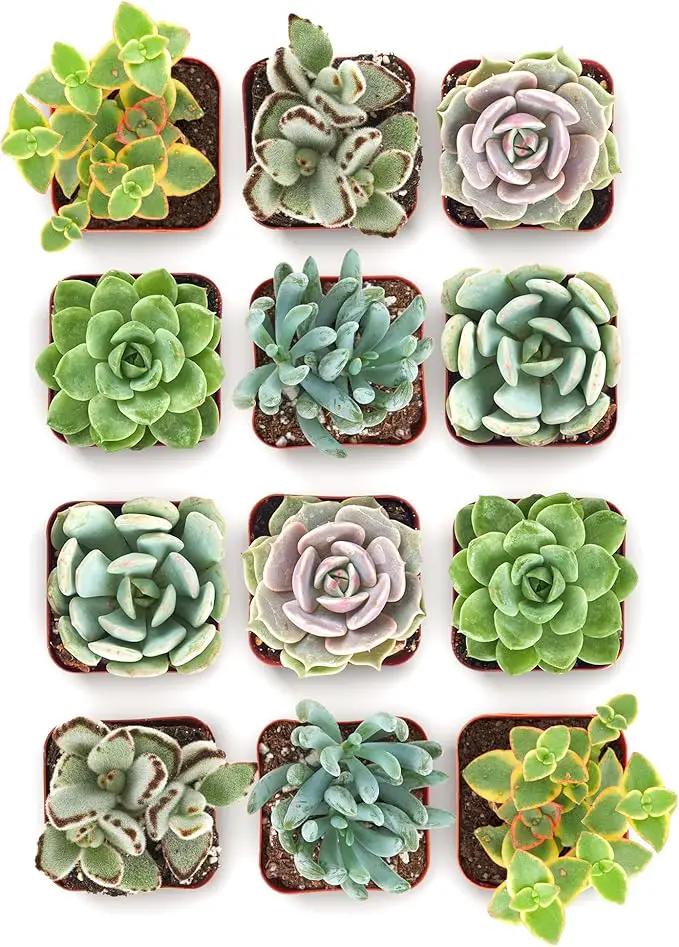 Shop Succulents Mixed Succulent Plant Pack 2" Grow Pot Pack of 12 by GreenHaven Gardens