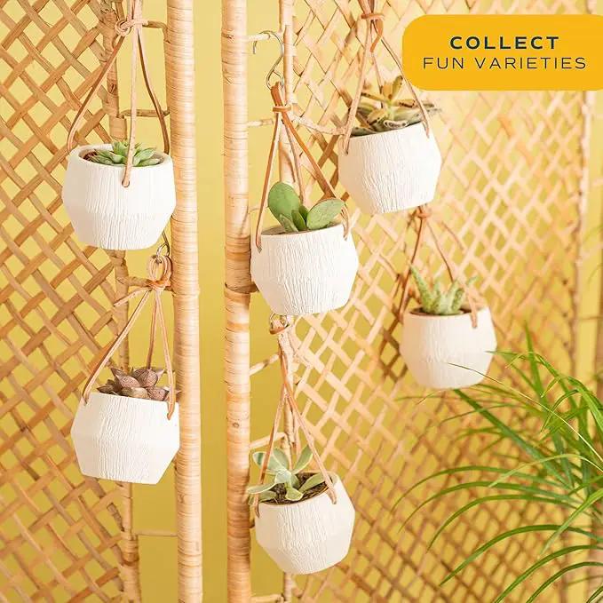 Costa Farms Succulent Plant, Live Indoor Mini Succulent Plant in Hanging Basket Succulents Plant Pot, Potting Soil Mix, Grower's Choice, Easy Grow Houseplant, Home and Room Decor, 2-Inches Tall by GreenHaven Gardens