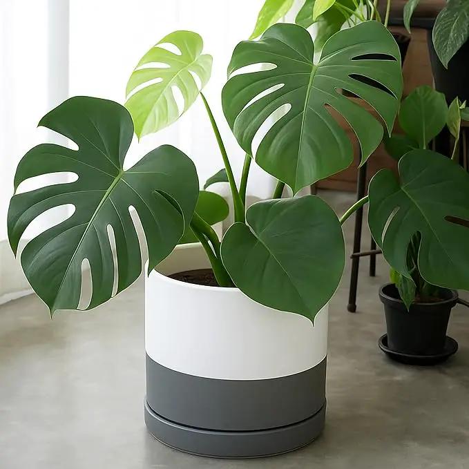 D'vine Dev 12 Inch Ceramic Planter Pot with Drainage Hole and Saucer, Indoor Cylinder Round Planter Pot, White/Speckled Grey, 94-O-F-6 by GreenHaven Gardens