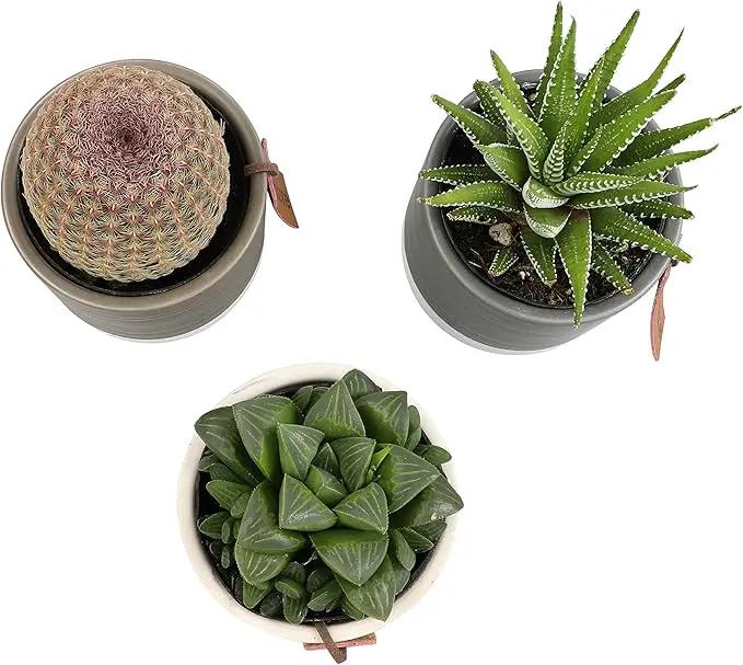 Succulents Plants Live in Plant Pot Set (3 Pack), Succulent Cactus Plants Live Plants, Indoor Plants Live Gardening Gifts for Plant Lovers, Live Succulents Plants Live Houseplants by Plants for Pets by GreenHaven Gardens