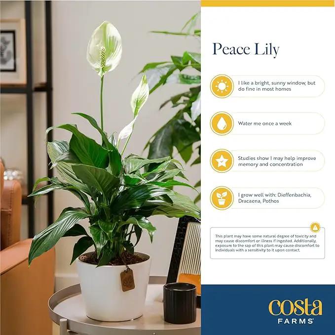 Costa Farms Premium Live Indoor Peace Lily Spathiphyllum, Marble Ceramic Decorator Pot 15-Inches Tall, Shipped Fresh from Our Farm by GreenHaven Gardens