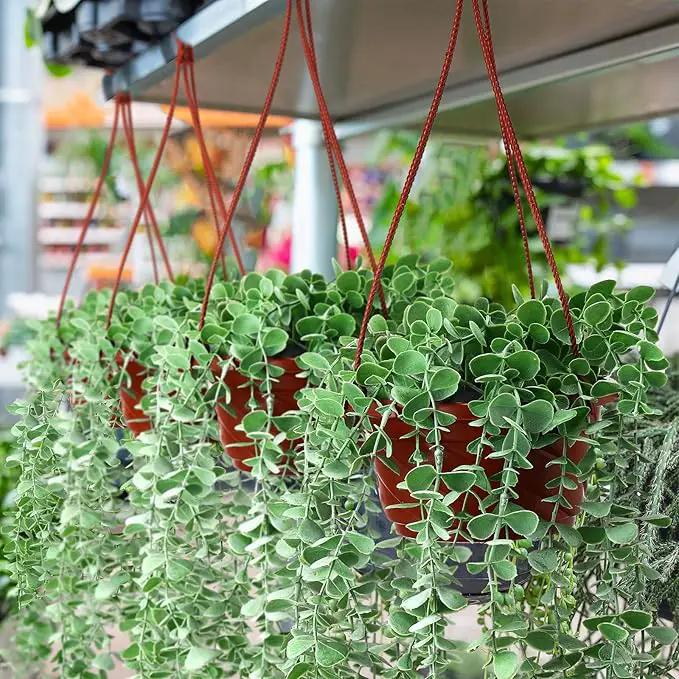 Tioncy 50 Pcs Plastic Hanging Planter Round Hanging Pot for Plants Containers with Hook Flower Plant Pots Holders for Outdoor Indoor Plant Balcony Garden Decor(Coffee) by GreenHaven Gardens