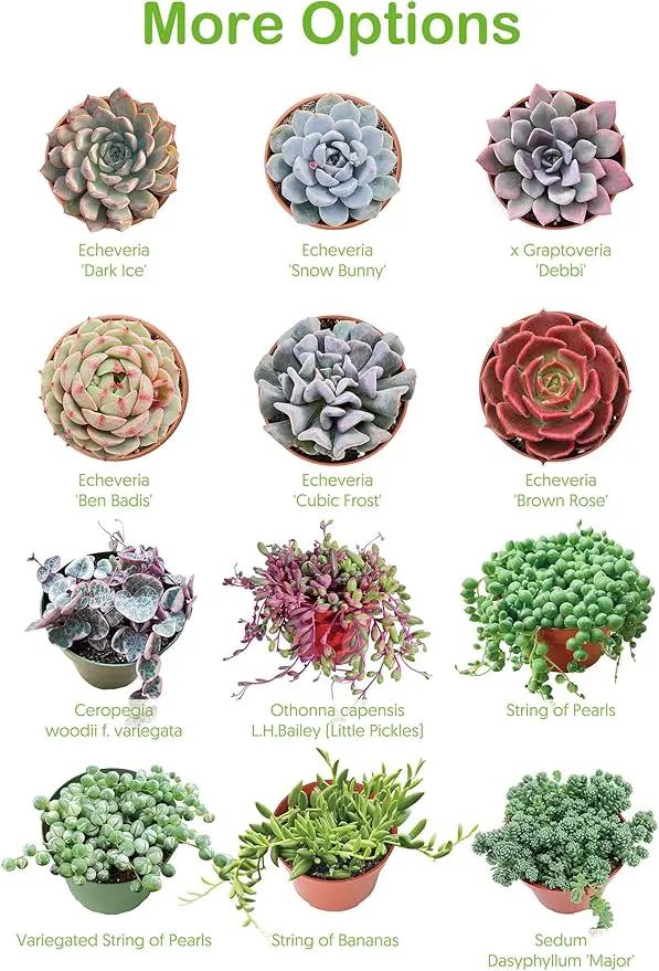 2" Live Succulent 'Baby Toes', Rare Succulent Plants Fully Rooted in Pots, Unique House Plant for DIY, Party Favor, Home Office Decoration by GreenHaven Gardens