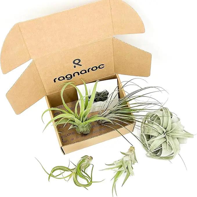 Air Plants - Hod Gift Box - 5ct - Live Arrival Guaranteed - House Plants for Home Decor & Gift by GreenHaven Gardens